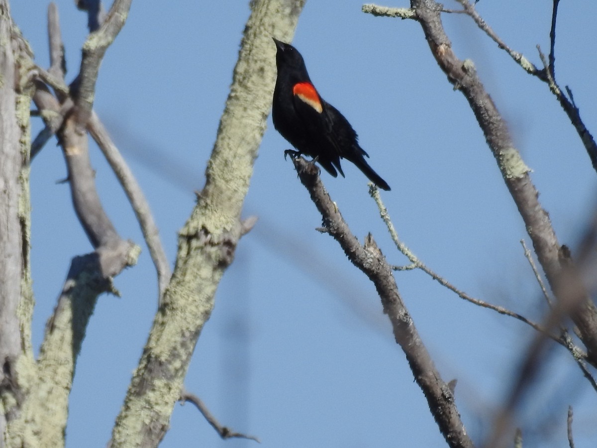 Red-winged Blackbird - ML211482341