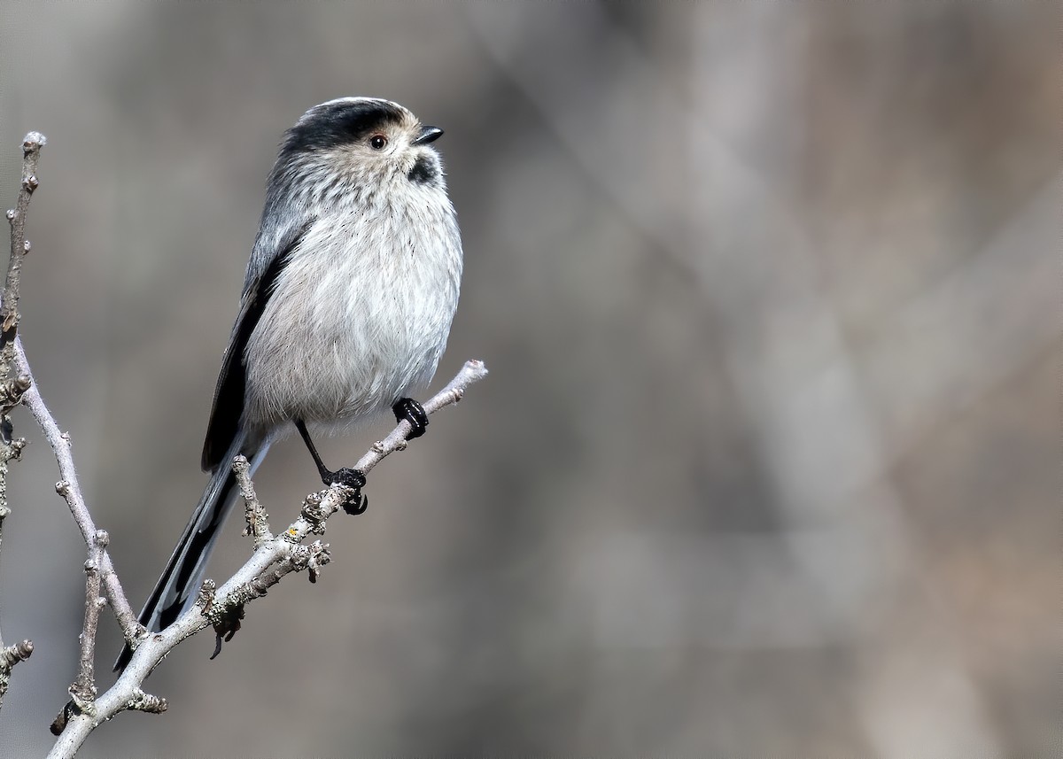 Long-tailed Tit - ML211482541