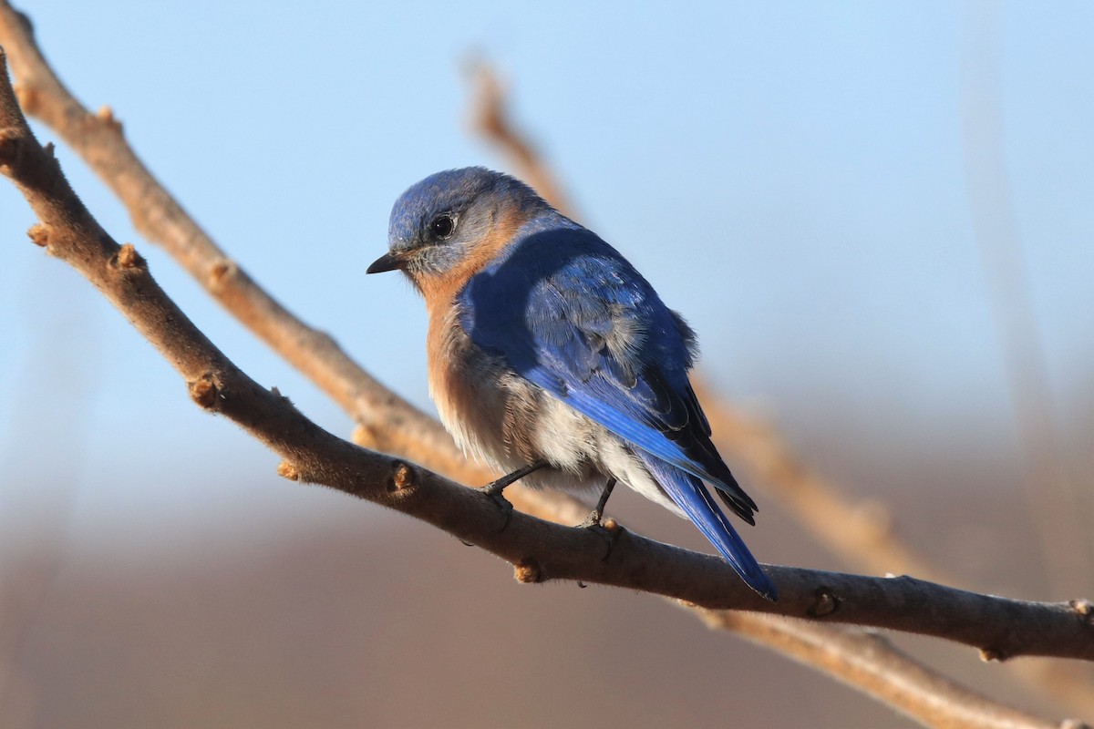 Eastern Bluebird - ML211482661