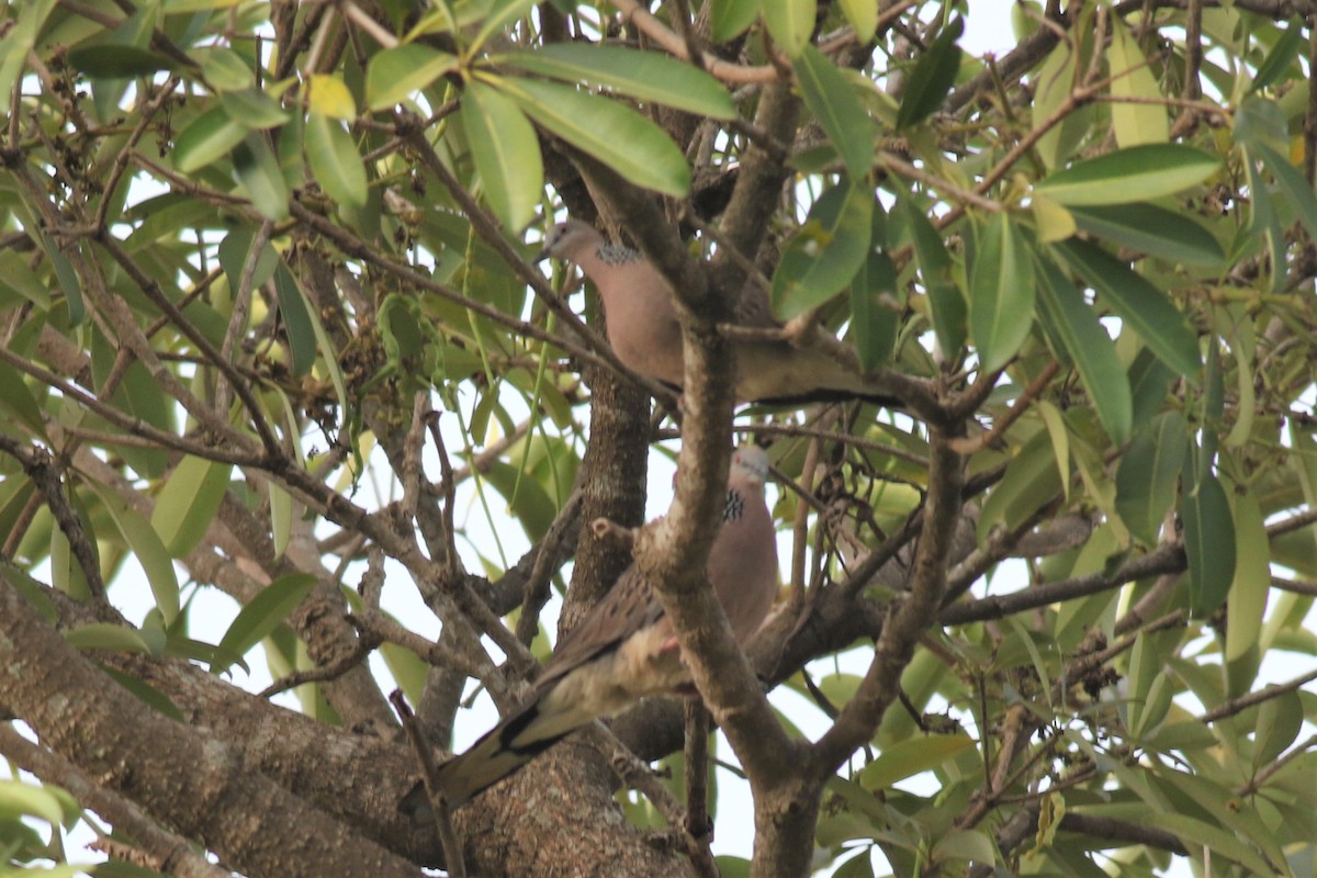 Spotted Dove - ML211482691