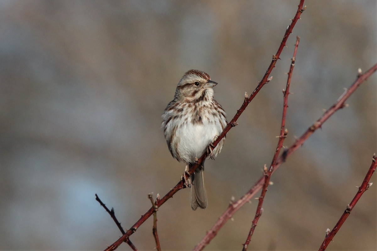 Song Sparrow - ML211482701