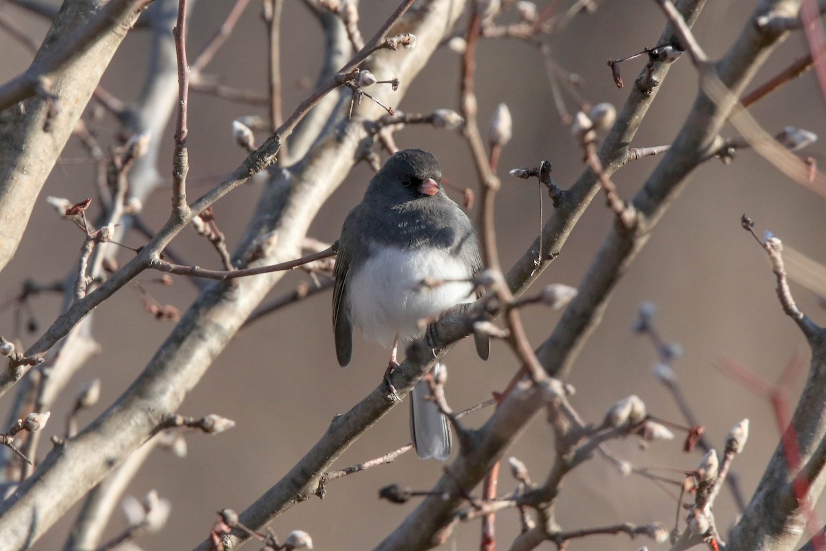 Dark-eyed Junco - ML211482741