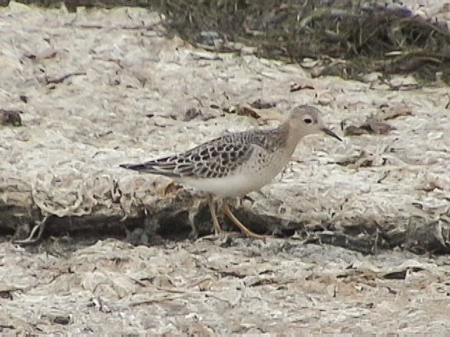 Buff-breasted Sandpiper - Nancy & Bill LaFramboise