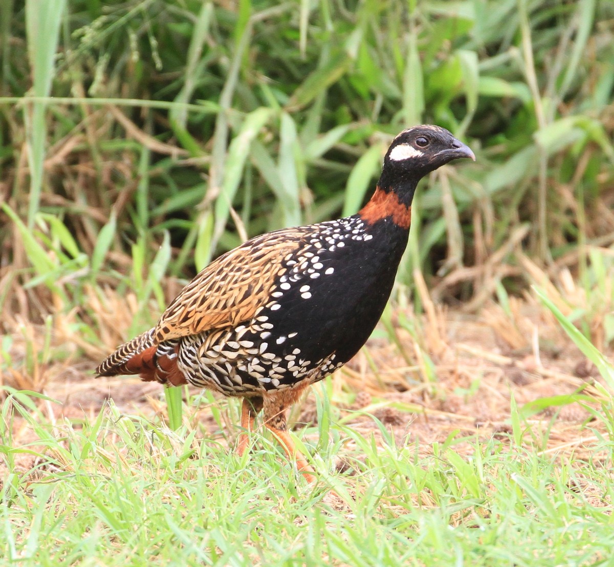 Black Francolin - ML211483411