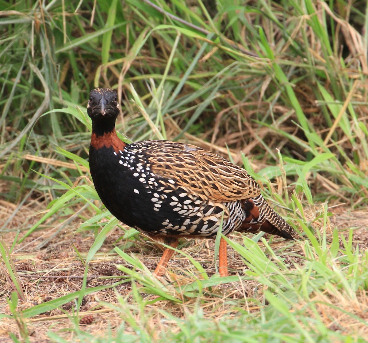 Black Francolin - ML211483681