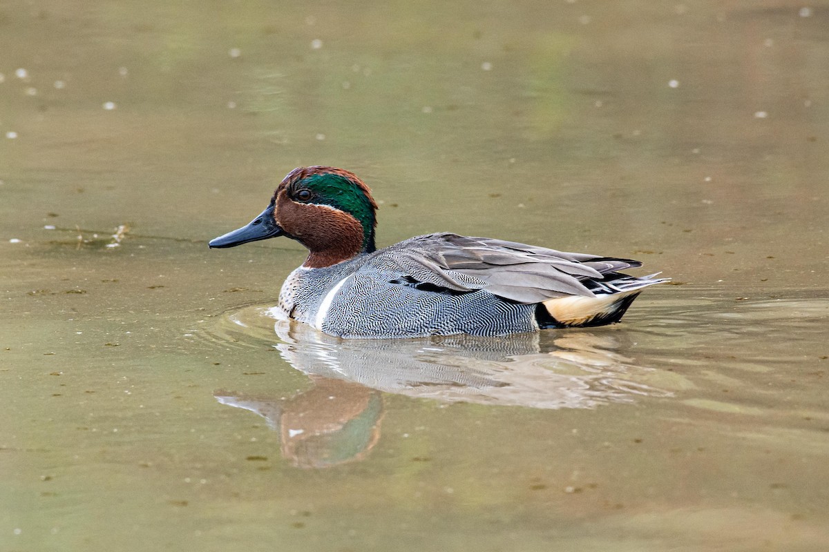 Green-winged Teal - ML211483981