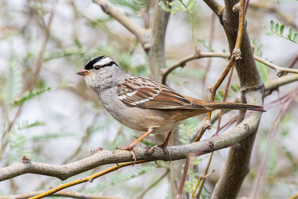 White-crowned Sparrow - ML211484491