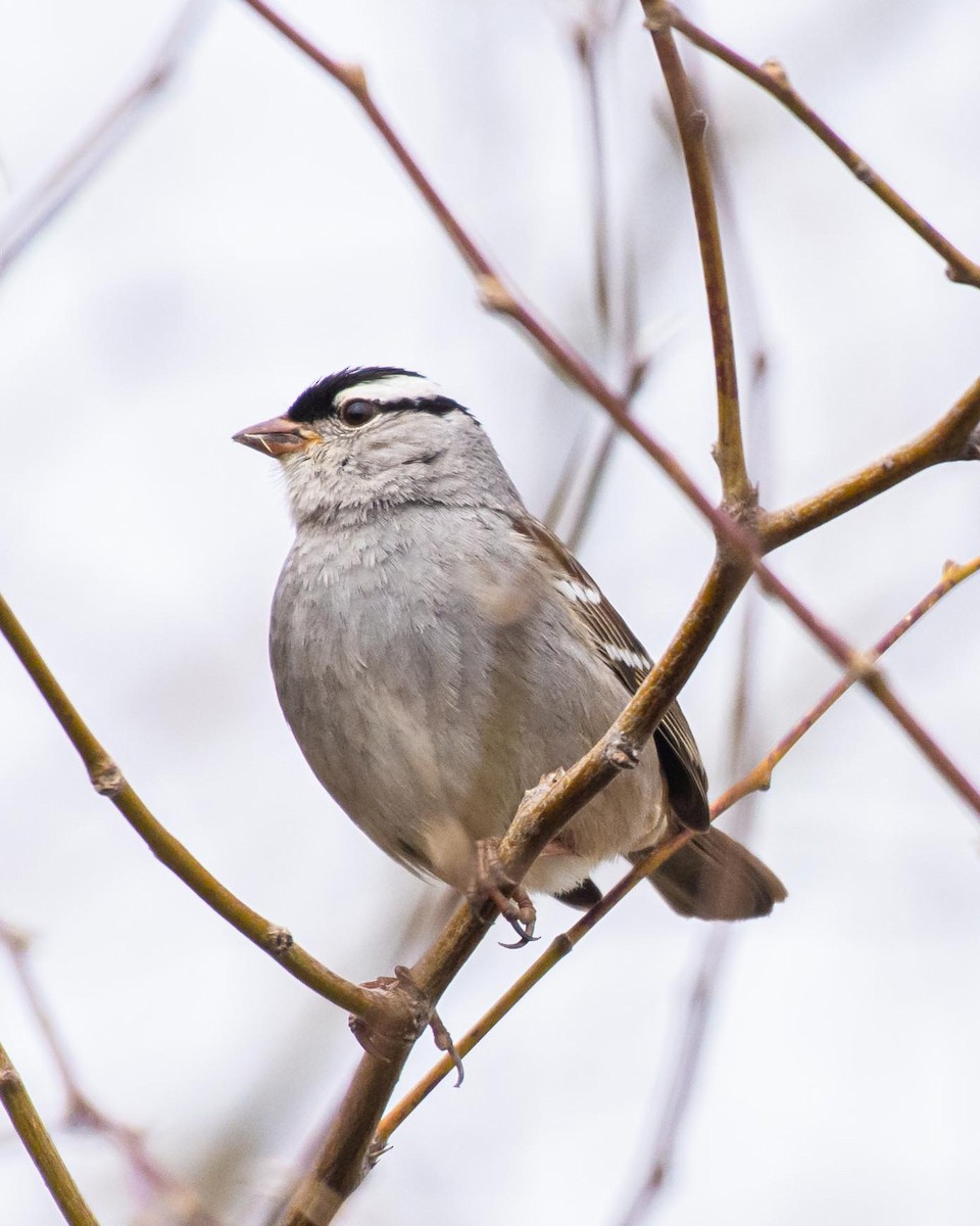 White-crowned Sparrow - ML211484741