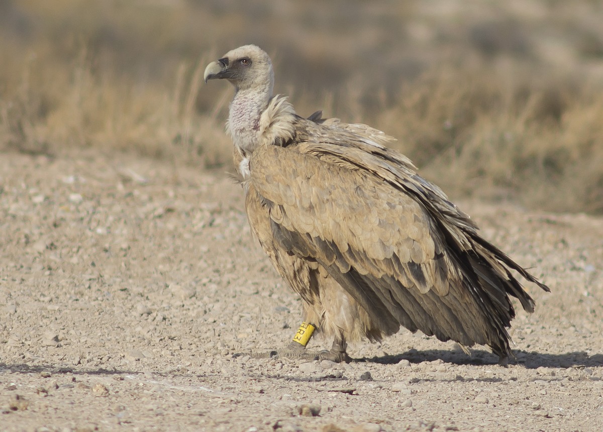 Eurasian Griffon - ML211485401