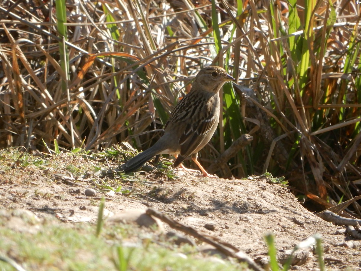 Golden-crowned Sparrow - ML211487661