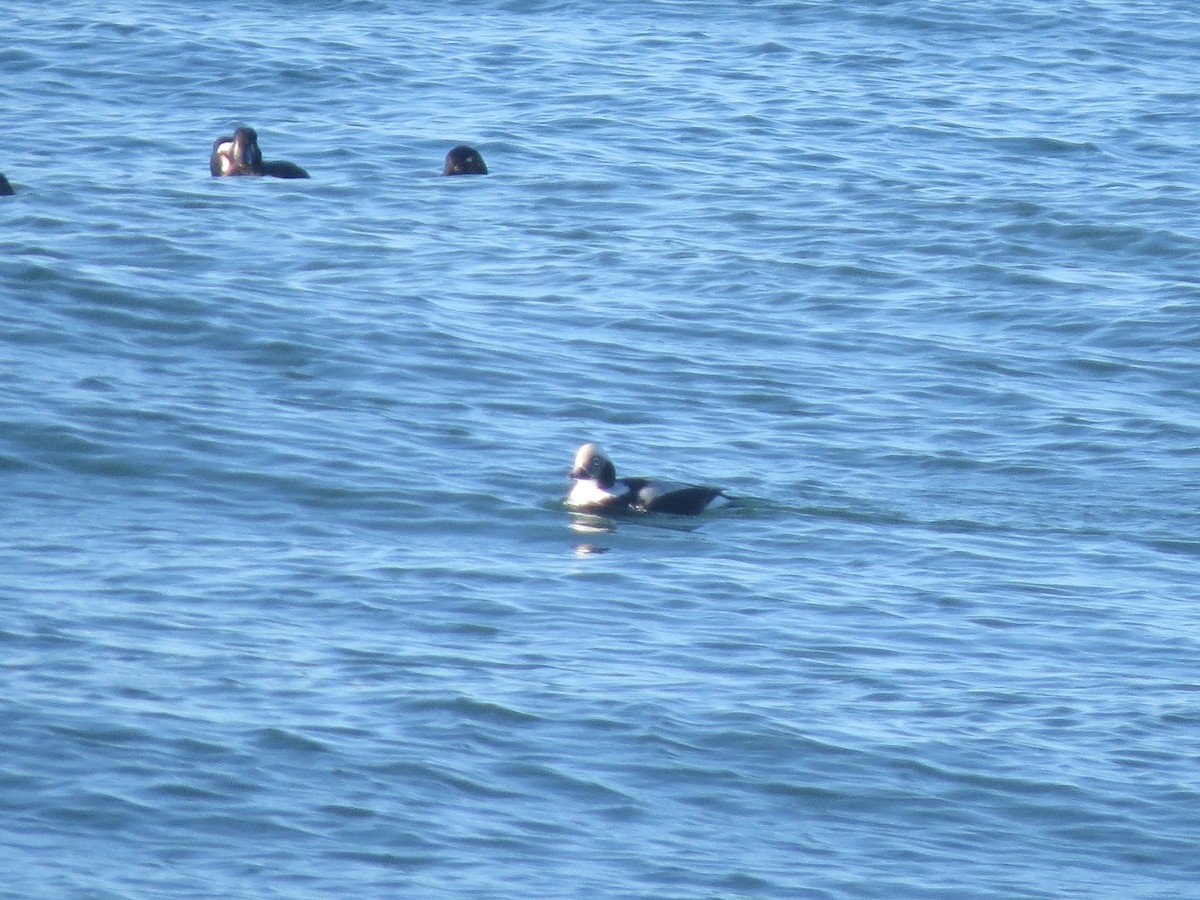 Long-tailed Duck - ML21148771