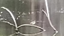 Spotted Sandpiper - ML211488011