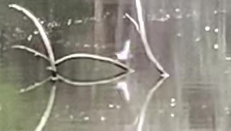 Spotted Sandpiper - ML211488121