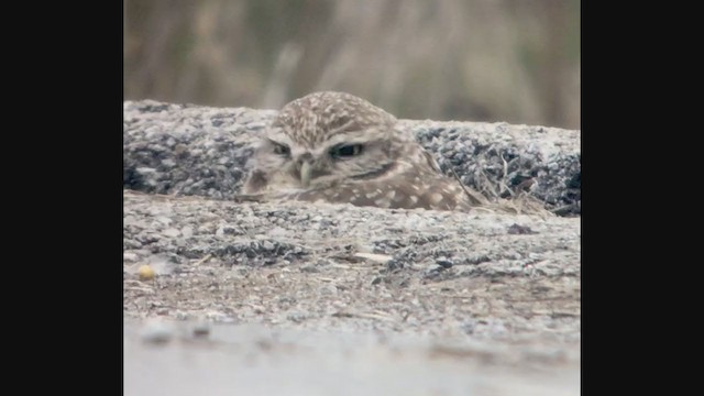 Burrowing Owl - ML211488151