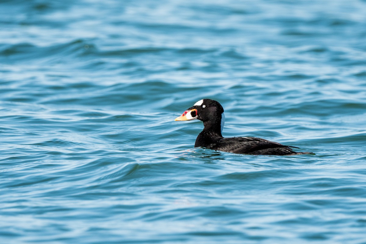 Surf Scoter - ML211488561
