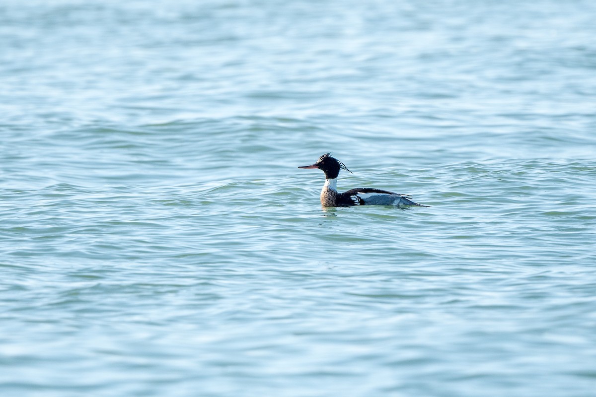 Red-breasted Merganser - ML211488641