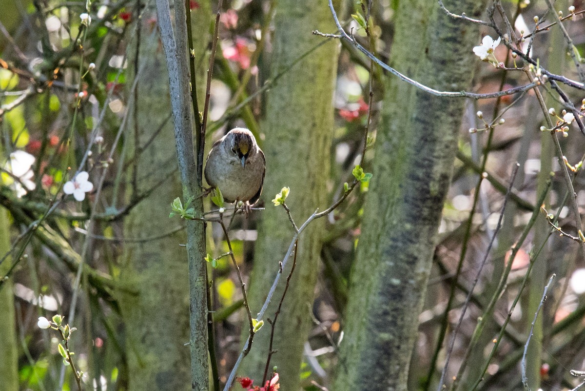 Golden-crowned Sparrow - ML211488701