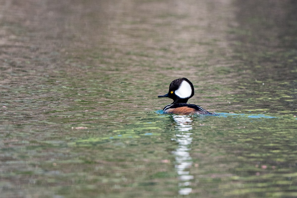 Hooded Merganser - ML211488731