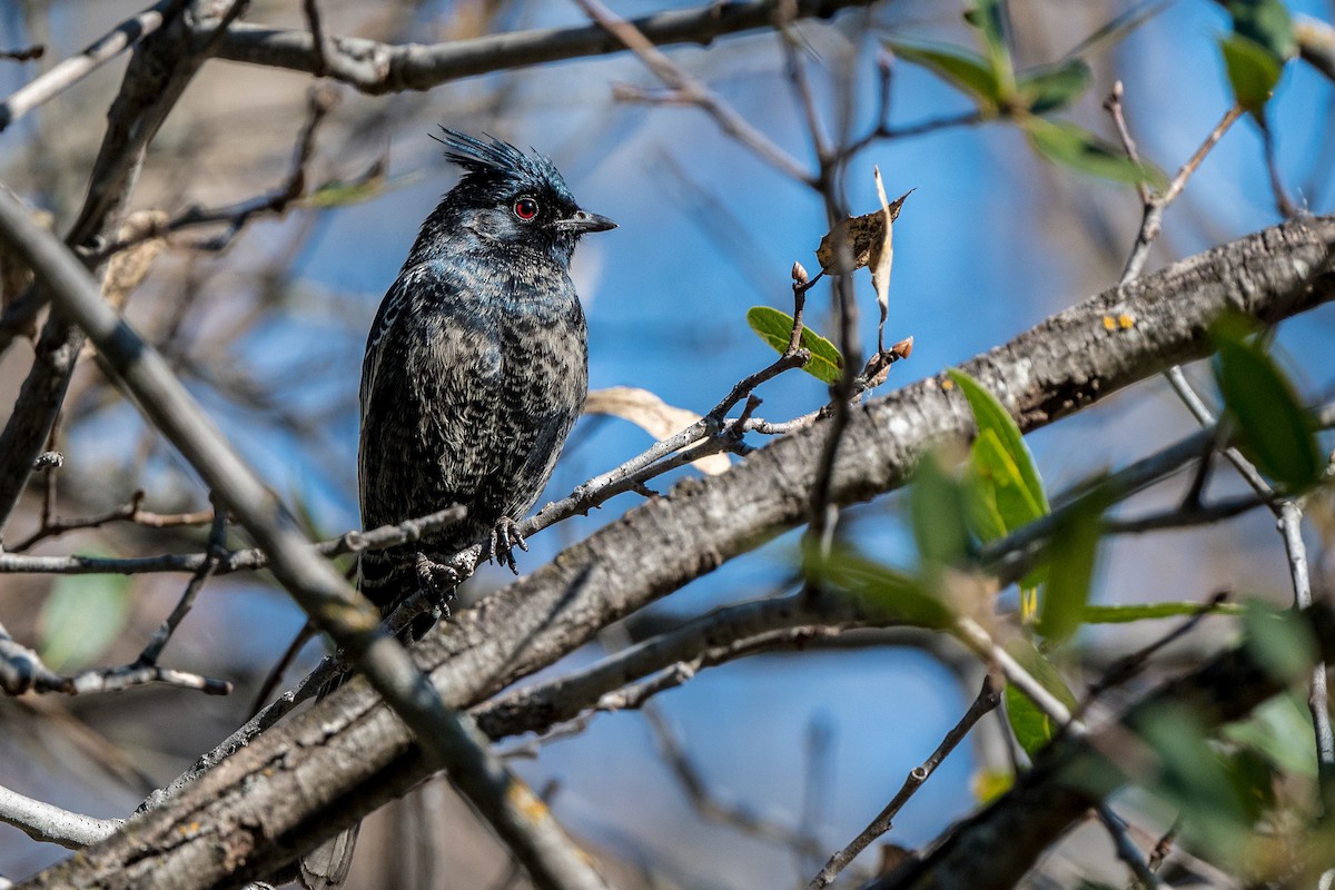 Phainopepla - ML211488771