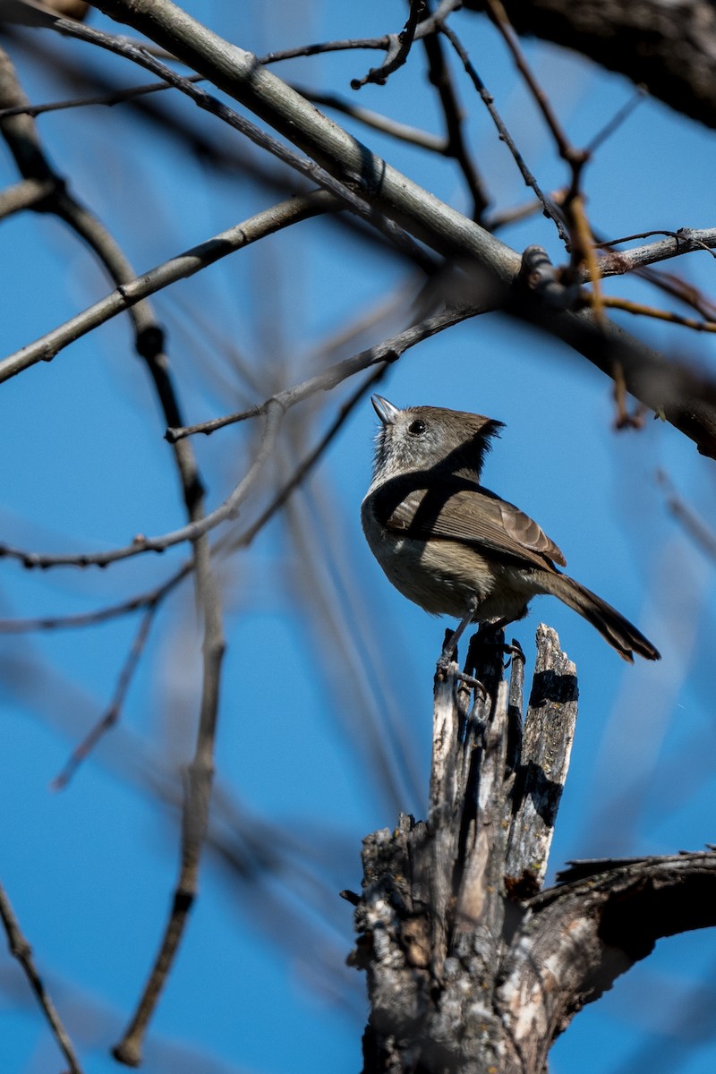 Oak Titmouse - ML211488981