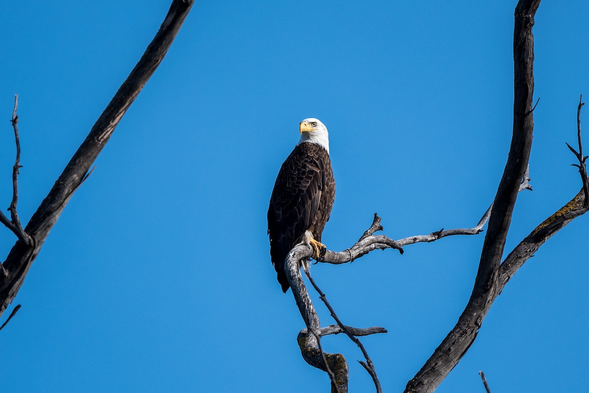 Bald Eagle - ML211489041