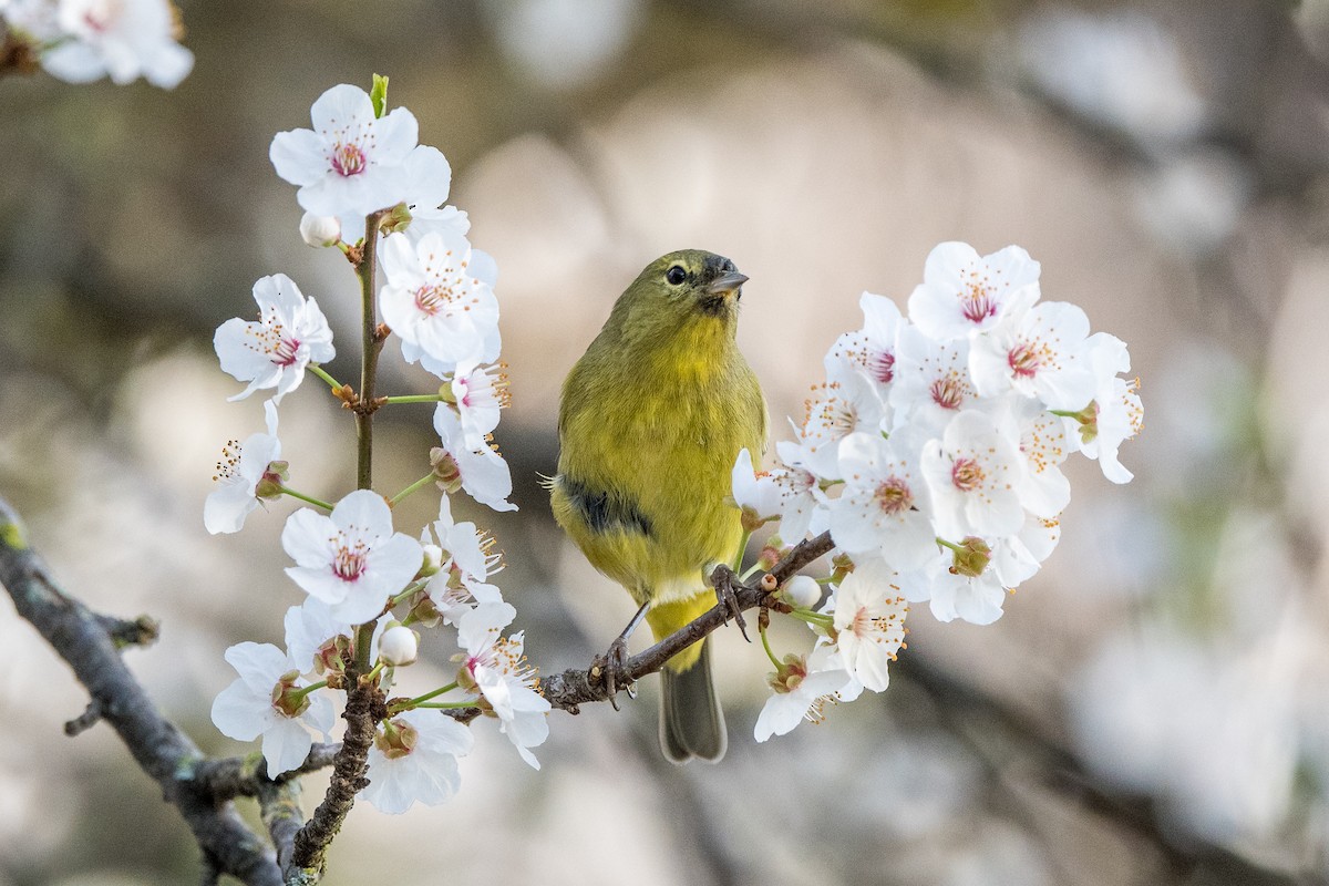 Orange-crowned Warbler - ML211489101