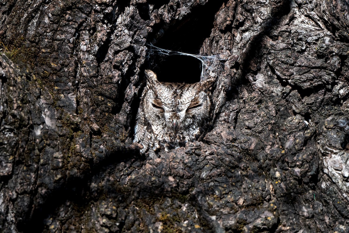Western Screech-Owl - ML211489381