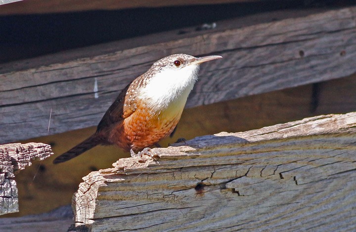 Canyon Wren - ML21149071