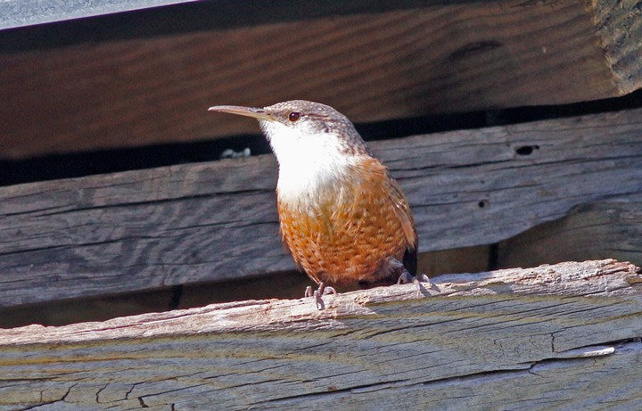 Canyon Wren - ML21149081