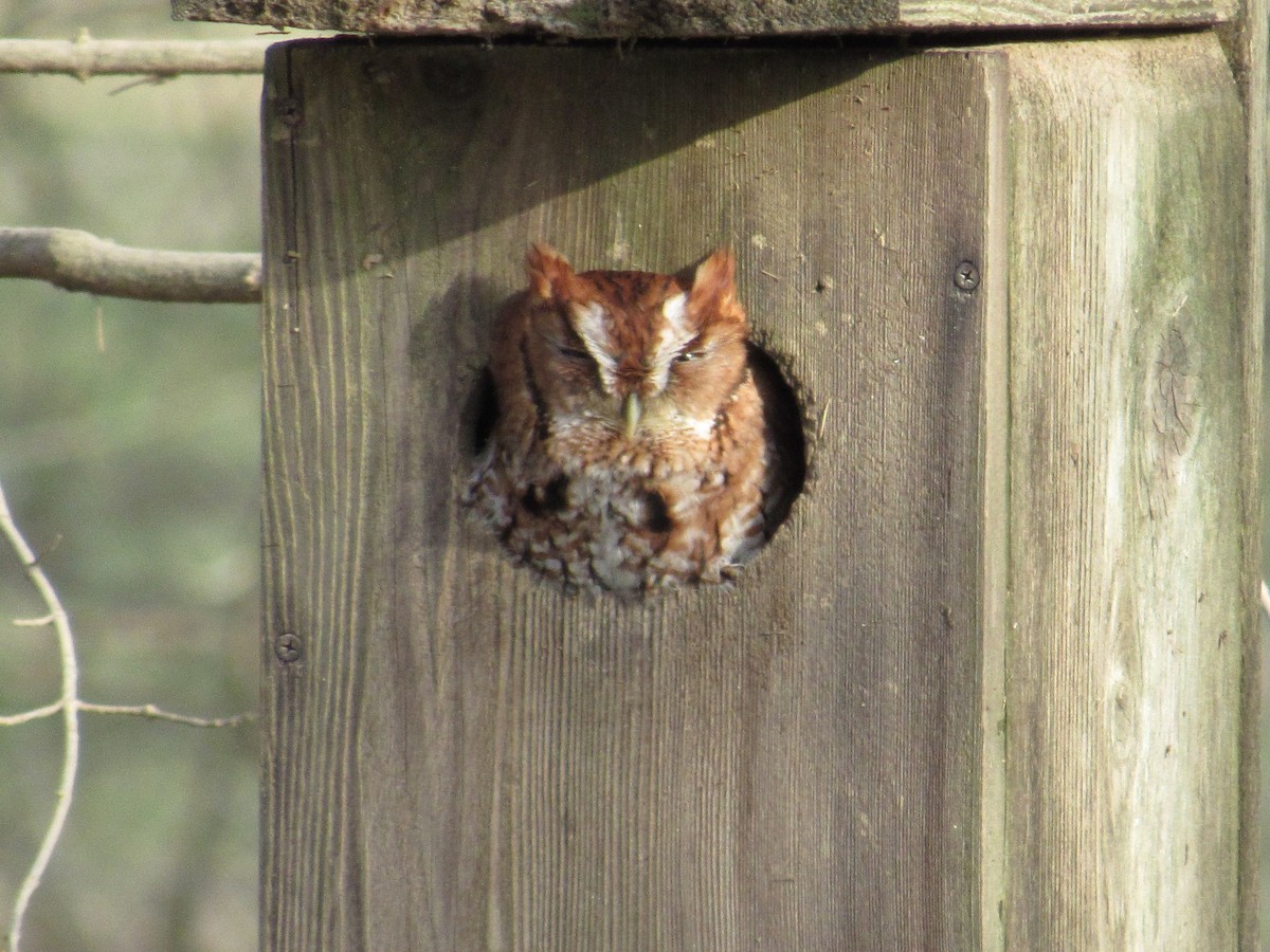 Eastern Screech-Owl - ML211492861