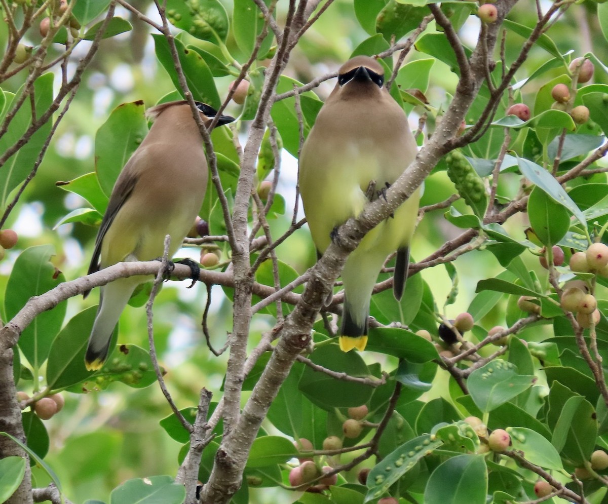 Cedar Waxwing - ML211492881