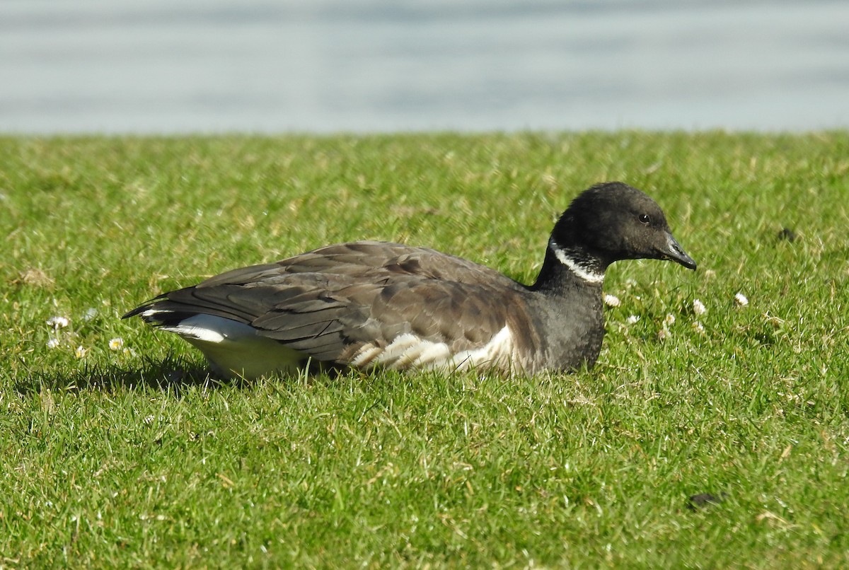 Barnacla Carinegra (nigricans) - ML211493481