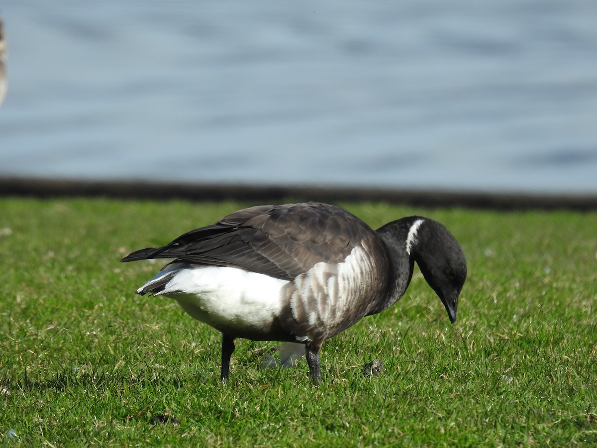 Brant (Black) - ML211493521