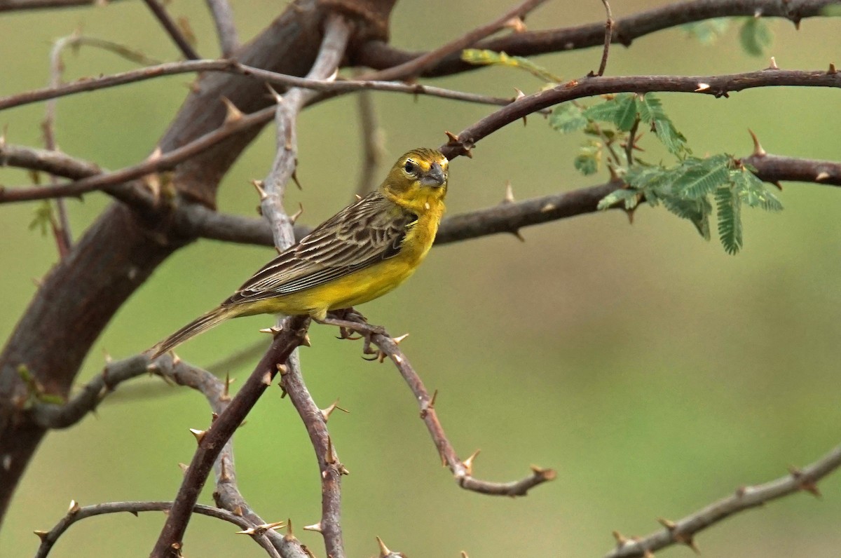 Grassland Yellow-Finch - ML211494121