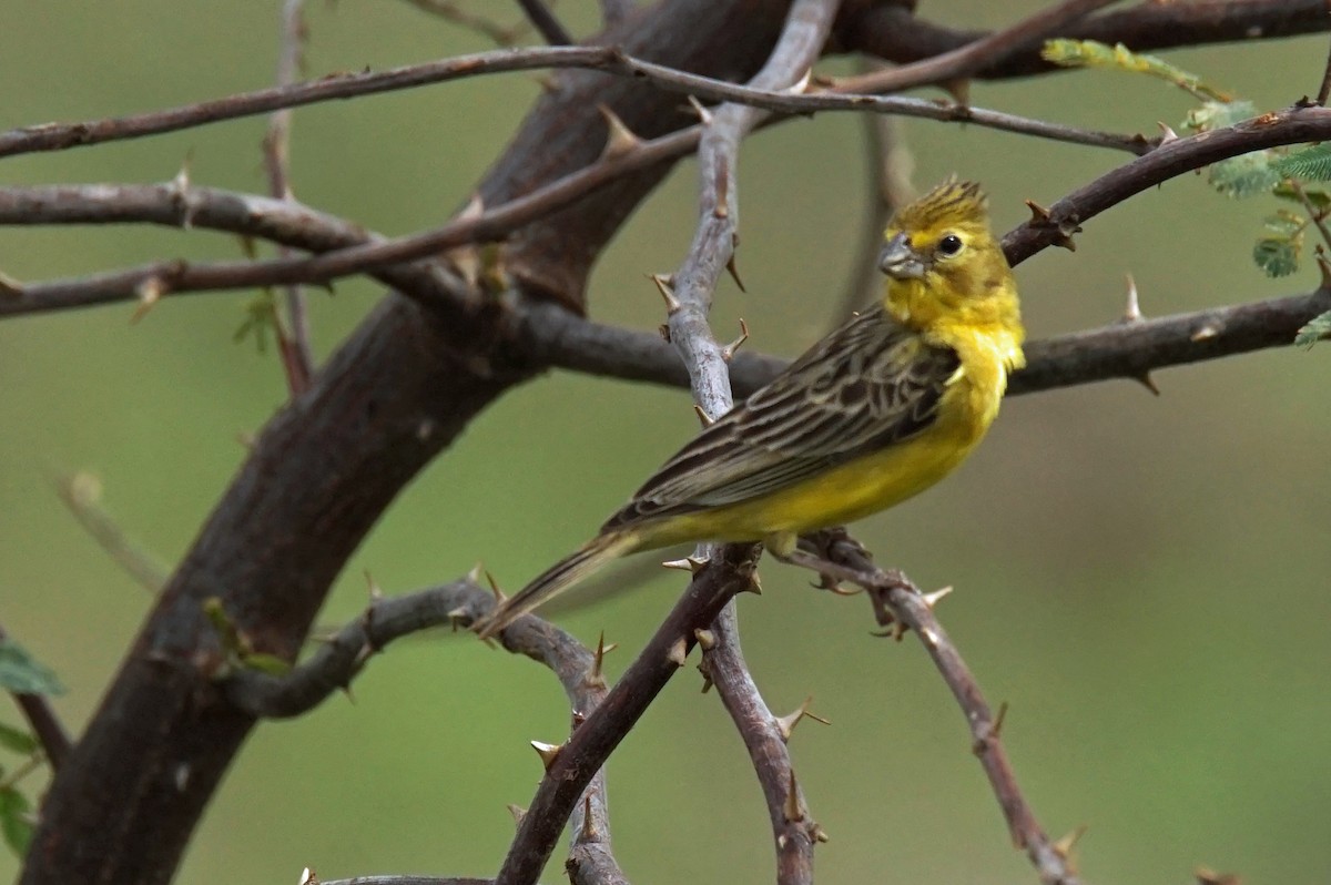 Grassland Yellow-Finch - ML211494151