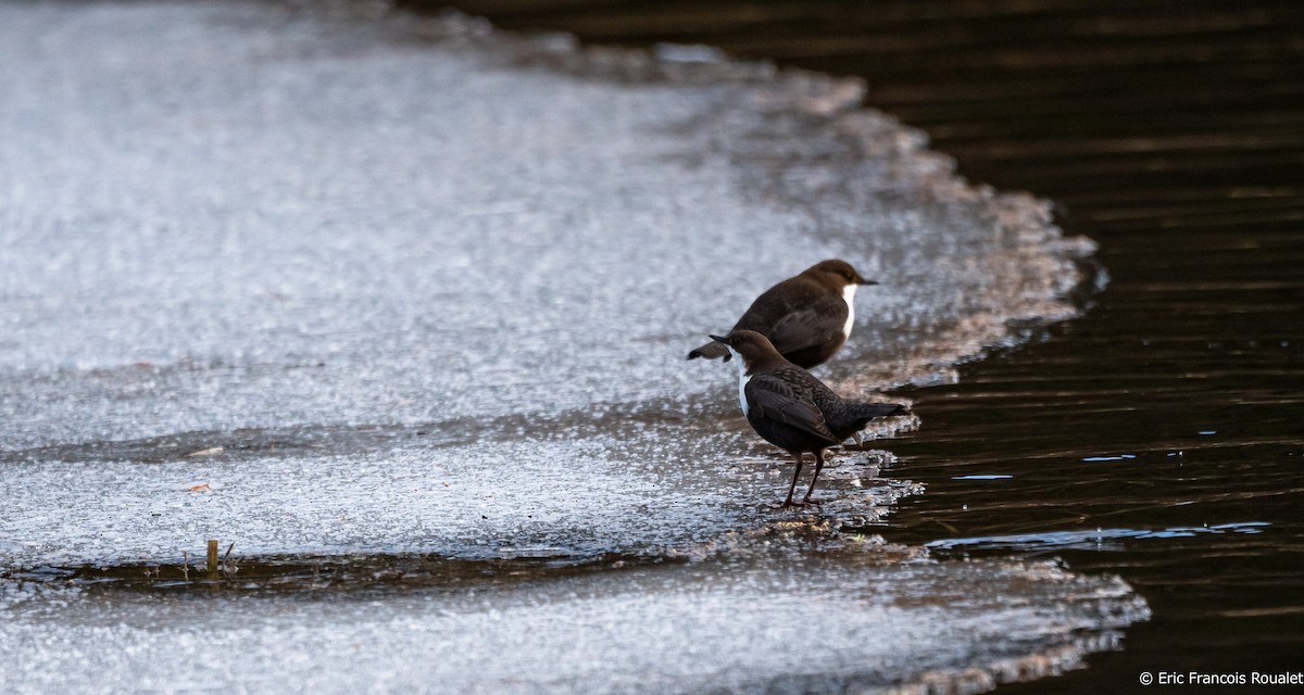 White-throated Dipper - ML211496021