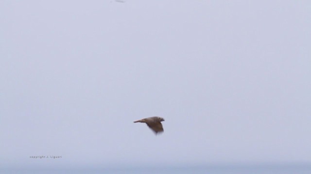 Red-tailed Hawk (Harlan's) - ML211498061