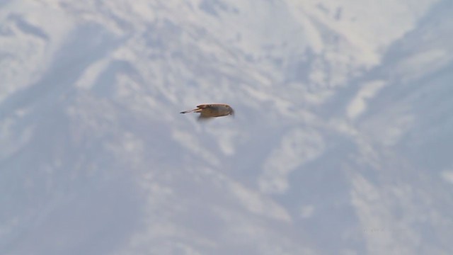 American Kestrel - ML211498131