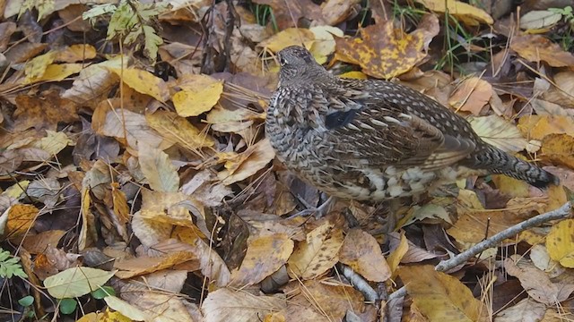Ruffed Grouse - ML211498991