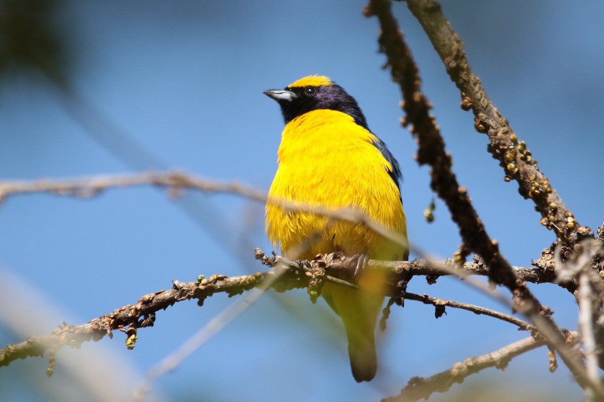 Trinidad Euphonia - Margareta Wieser