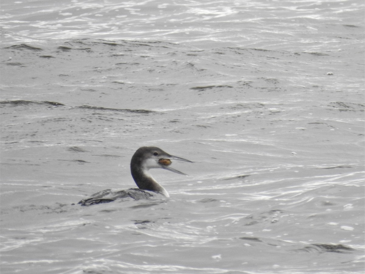 Common Loon - Ryan Irvine