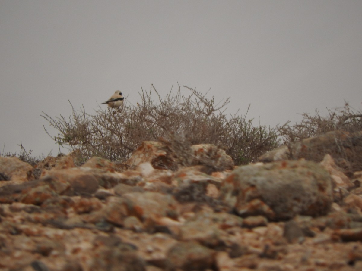 Desert Wheatear - ML211504111