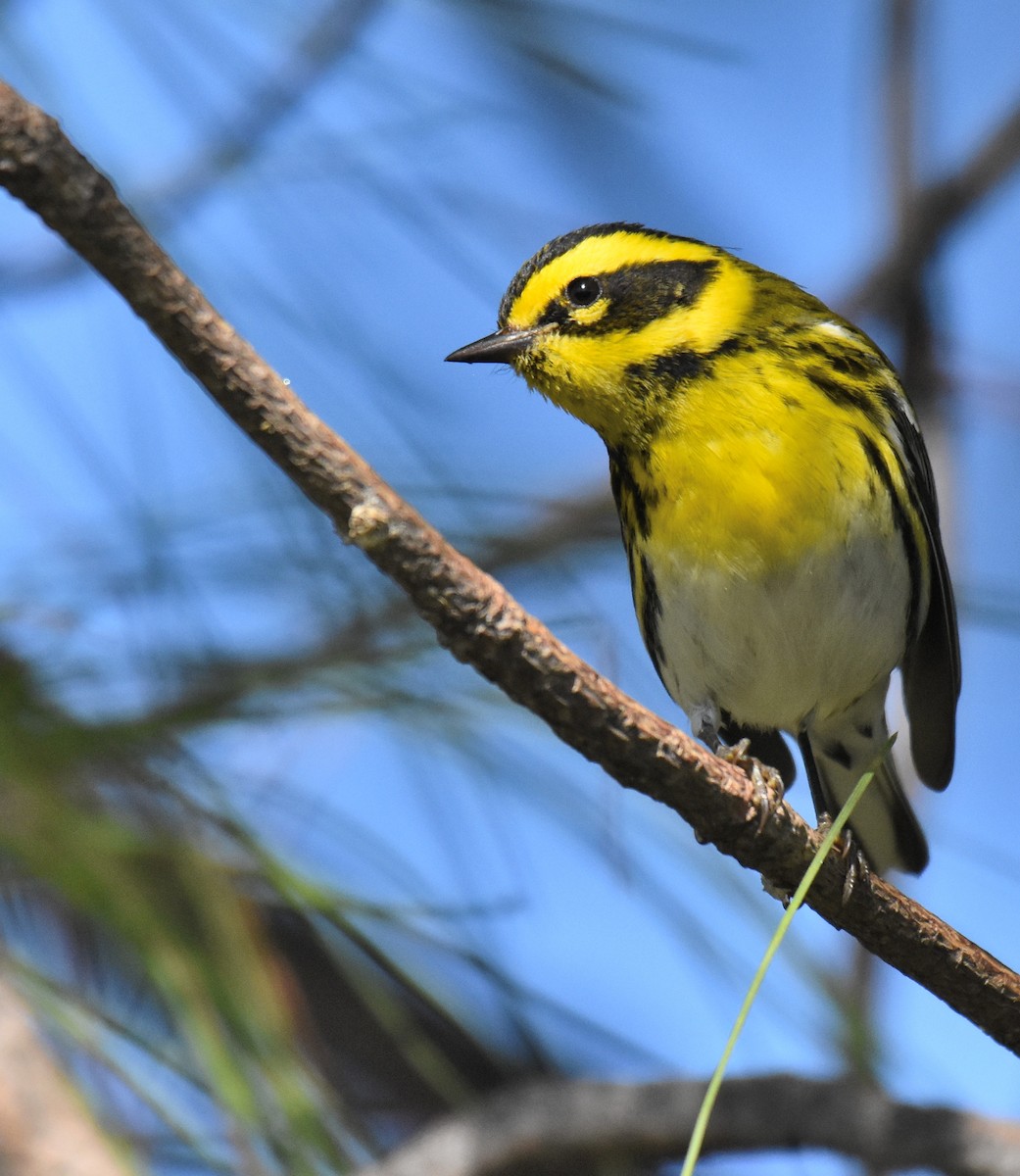 Townsend's Warbler - Jason Vassallo