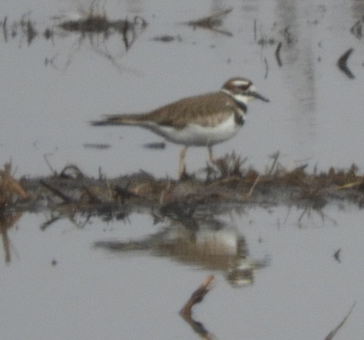 Killdeer - ML211505161