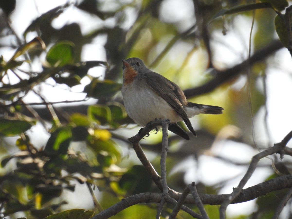 Red-breasted Flycatcher - ML211508381