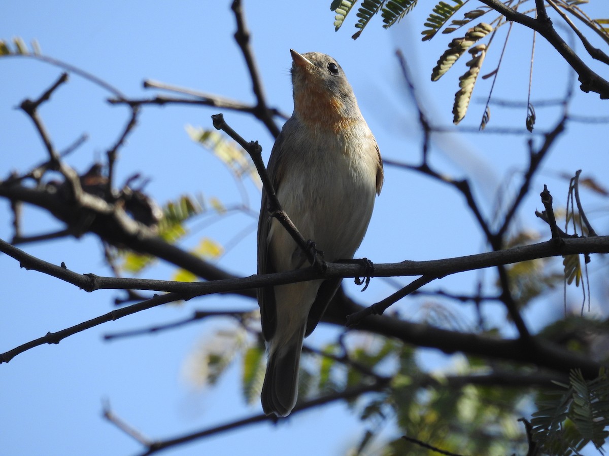 Red-breasted Flycatcher - ML211508551