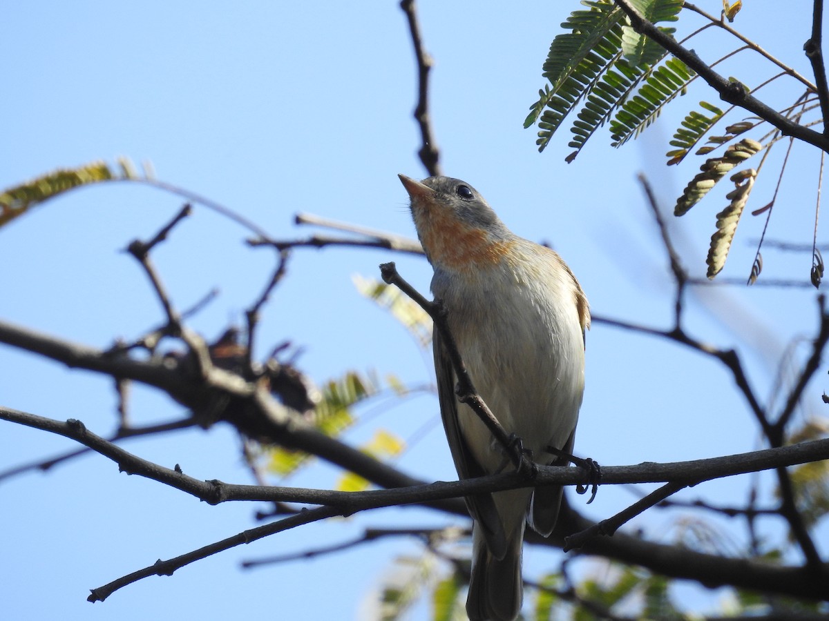 Red-breasted Flycatcher - ML211508561