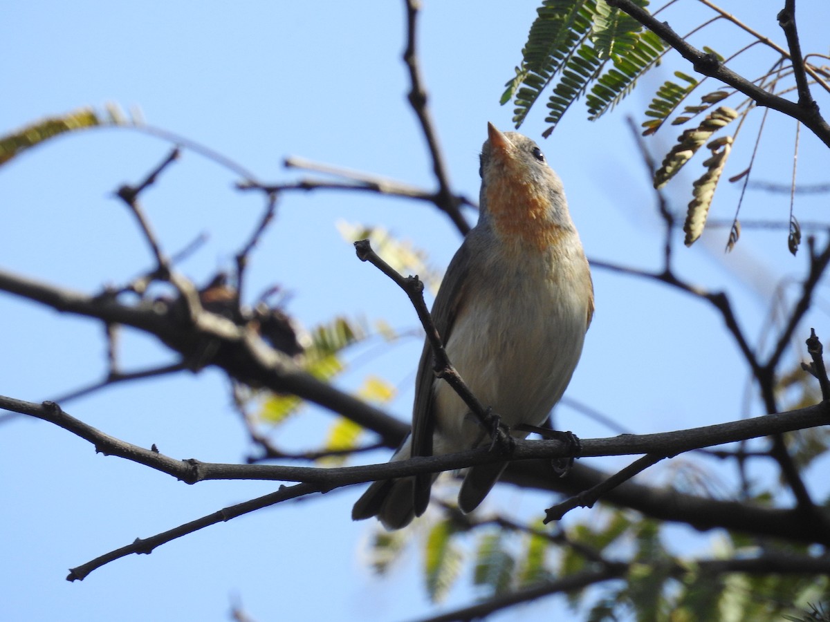 Red-breasted Flycatcher - Ashwin Viswanathan