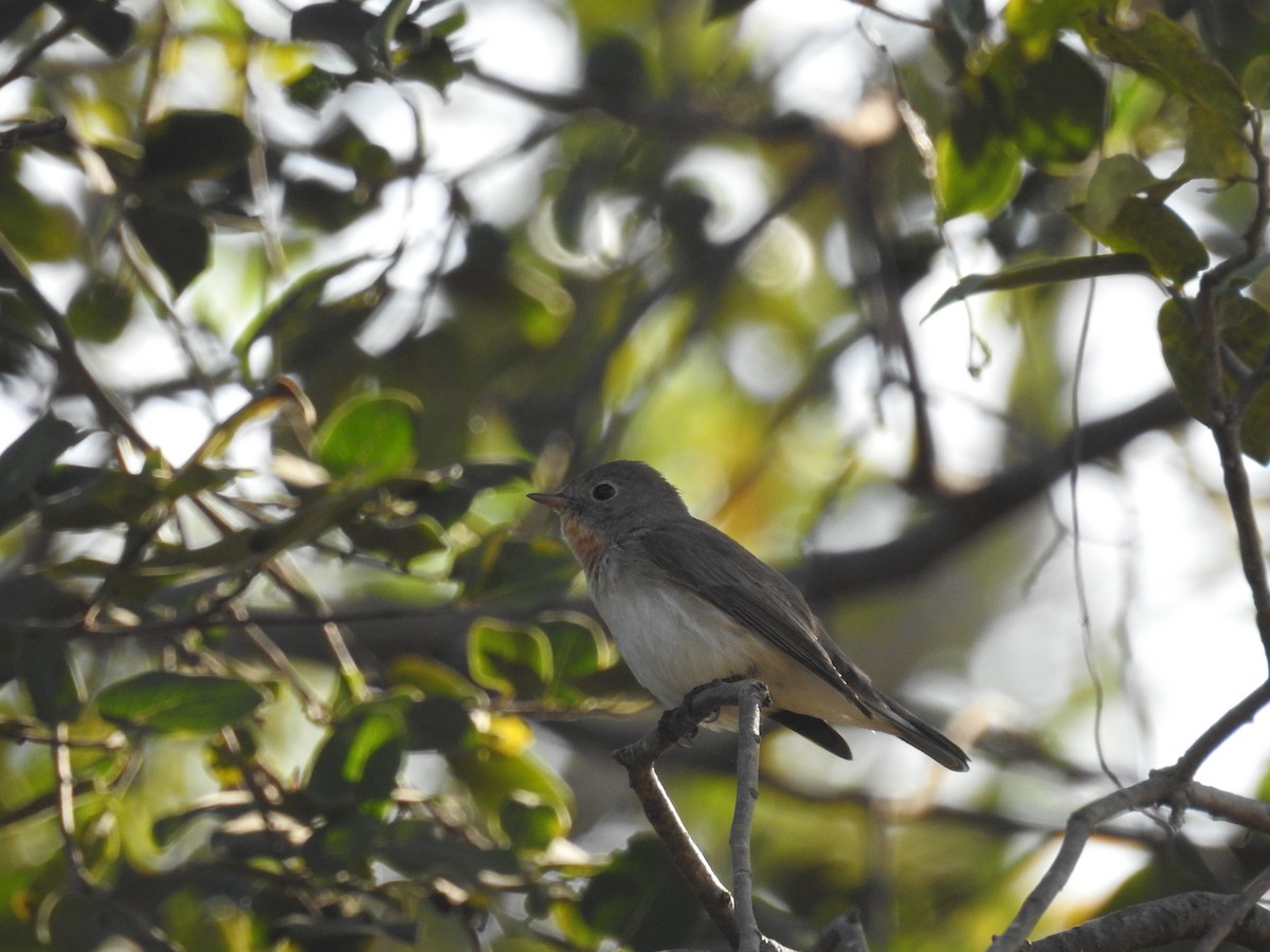 Red-breasted Flycatcher - Ashwin Viswanathan