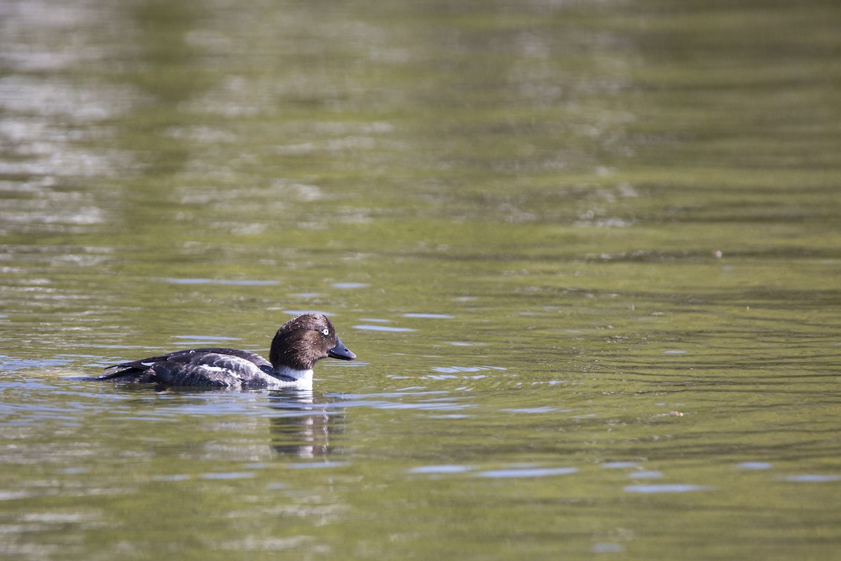 Common Goldeneye - ML211508841